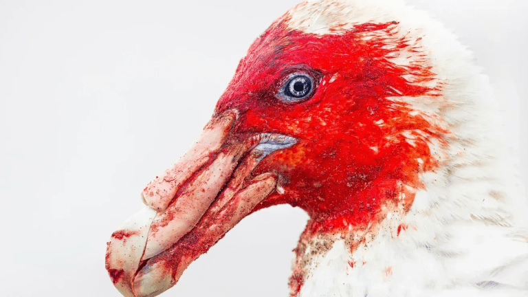 The Intersection of Photography and Safety: Navigating Brazil’s Natural Wonders