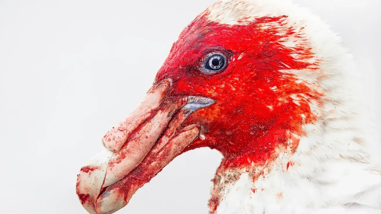 The Intersection of Photography and Safety: Navigating Brazil’s Natural Wonders