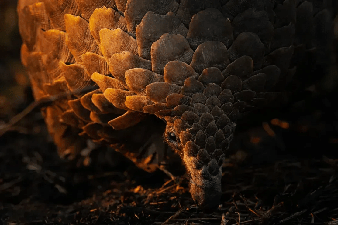 Interpol Photography Brazil: The Frontline of Crime Reporting