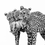 Colorado Rapids x LA Galaxy: A Deep Photo Analysis Preview