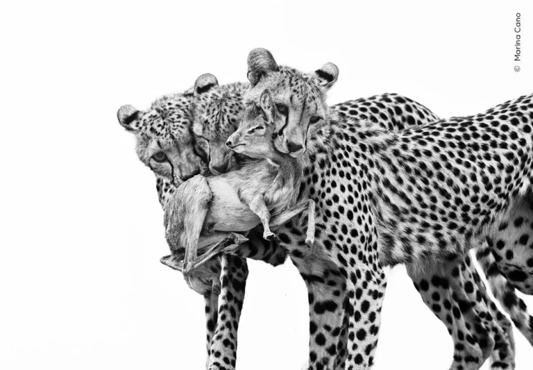 Colorado Rapids x LA Galaxy: A Deep Photo Analysis Preview