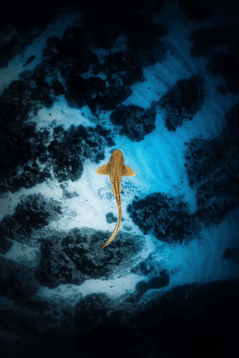 Banco Master Daniel Vorcaro: Deep Photography Update for Brazil