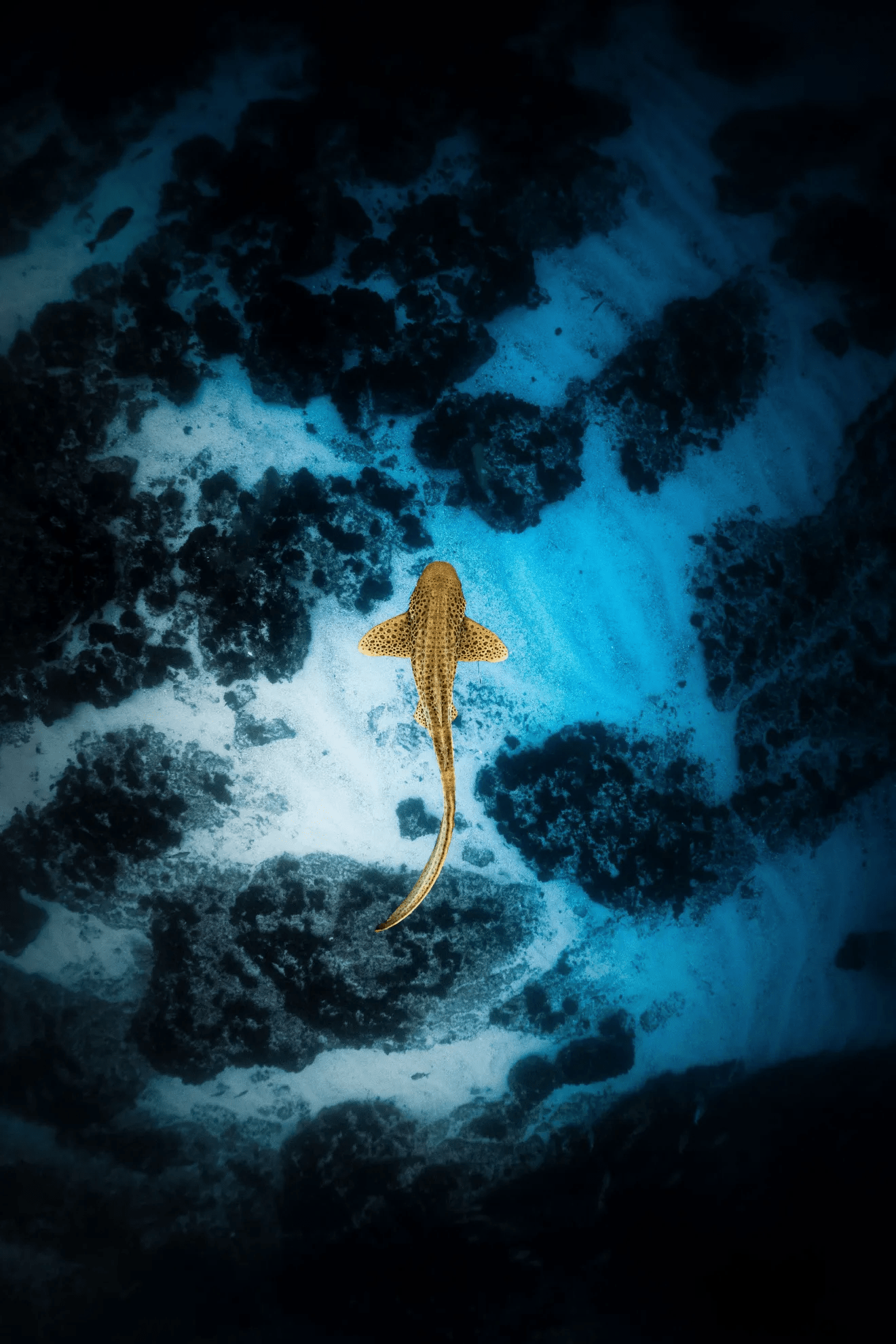 Banco Master Daniel Vorcaro: Deep Photography Update for Brazil