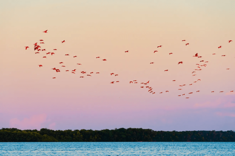 COP30: Cabe ao fotógrafo registrar, preservar e alertar, diz João Farkas